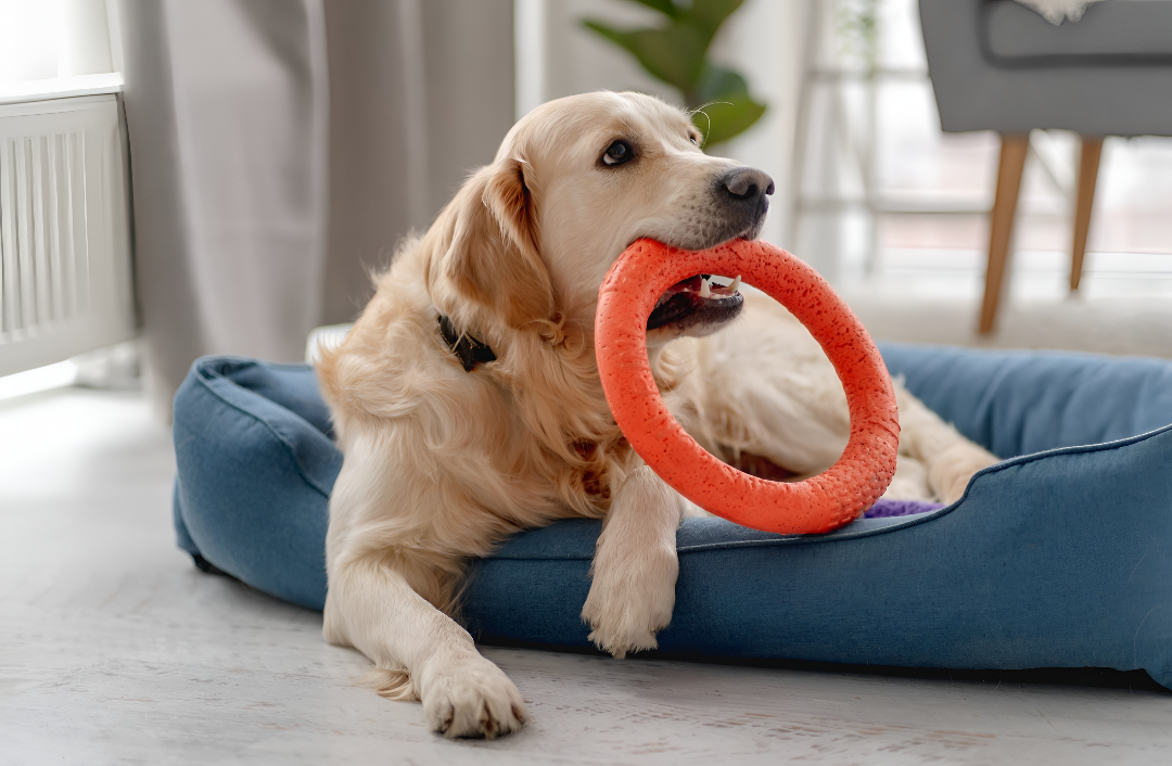 Fun and Engaging Pet Toys for Every Pet